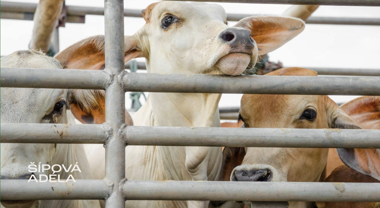 Hlasovala jsem proti návrhu změny veterinárního zákona